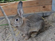 RIESENKANINCHEN, Nager, Deutscher Riese-Mix in Hamburg