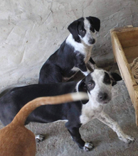 ELSA, Hund, Mischlingshund in Portugal - Bild 3