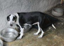 ELSA, Hund, Mischlingshund in Portugal - Bild 4