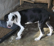 ELSA, Hund, Mischlingshund in Portugal - Bild 5