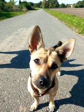 QUEENIE, Hund, Mischlingshund in Löningen - Bild 2