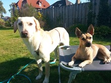 QUEENIE, Hund, Mischlingshund in Löningen - Bild 9