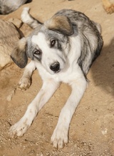 BALOU, Hund, Mischlingshund in Griechenland - Bild 2