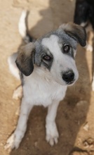 BALOU, Hund, Mischlingshund in Griechenland - Bild 4