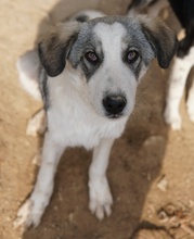 BALOU, Hund, Mischlingshund in Griechenland - Bild 5