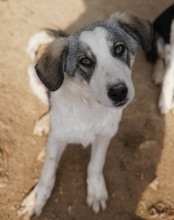 BALOU, Hund, Mischlingshund in Griechenland - Bild 6