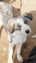 BALOU, Hund, Mischlingshund in Griechenland - Bild 7