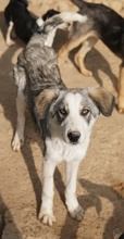 BALOU, Hund, Mischlingshund in Griechenland - Bild 9