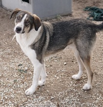 DIOS, Hund, Mischlingshund in Griechenland - Bild 10