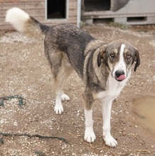 DIOS, Hund, Mischlingshund in Griechenland - Bild 11