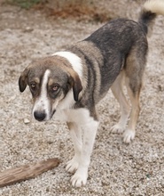DIOS, Hund, Mischlingshund in Griechenland - Bild 12