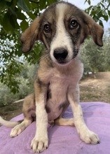 DIOS, Hund, Mischlingshund in Griechenland - Bild 14