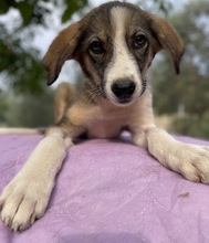 DIOS, Hund, Mischlingshund in Griechenland - Bild 15