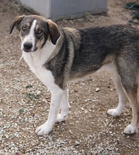 DIOS, Hund, Mischlingshund in Griechenland - Bild 2