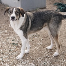 DIOS, Hund, Mischlingshund in Griechenland - Bild 3