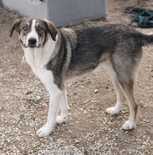DIOS, Hund, Mischlingshund in Griechenland - Bild 4