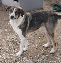 DIOS, Hund, Mischlingshund in Griechenland - Bild 5