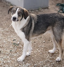 DIOS, Hund, Mischlingshund in Griechenland - Bild 6