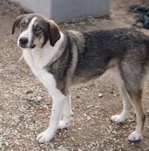 DIOS, Hund, Mischlingshund in Griechenland - Bild 7