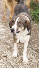 DIOS, Hund, Mischlingshund in Griechenland - Bild 8