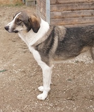DIOS, Hund, Mischlingshund in Griechenland - Bild 9