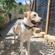 FAGOTTO, Hund, Mischlingshund in Italien - Bild 5