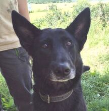 BLACKIE, Hund, Deutscher Schäferhund-Mix in Slowakische Republik - Bild 11