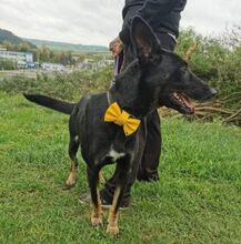 BLACKIE, Hund, Deutscher Schäferhund-Mix in Slowakische Republik - Bild 12