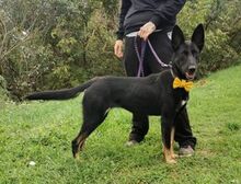 BLACKIE, Hund, Deutscher Schäferhund-Mix in Slowakische Republik - Bild 13