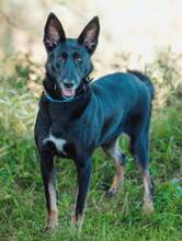 BLACKIE, Hund, Deutscher Schäferhund-Mix in Slowakische Republik - Bild 14