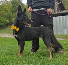 BLACKIE, Hund, Deutscher Schäferhund-Mix in Slowakische Republik - Bild 17