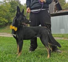 BLACKIE, Hund, Deutscher Schäferhund-Mix in Slowakische Republik - Bild 19