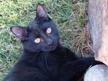 MOGLI, Katze, Europäisch Kurzhaar in Spanien - Bild 1