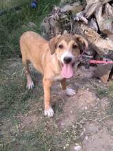 PENNY, Hund, Mischlingshund in Griechenland - Bild 1