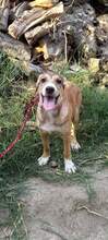 PENNY, Hund, Mischlingshund in Griechenland - Bild 3