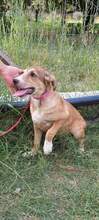 PENNY, Hund, Mischlingshund in Griechenland - Bild 4