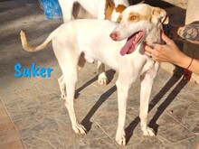 SUKER, Hund, Podenco-Mix in Spanien - Bild 1