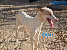 SUKER, Hund, Podenco-Mix in Spanien - Bild 10