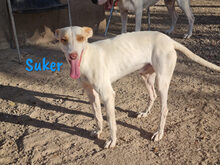 SUKER, Hund, Podenco-Mix in Spanien - Bild 11