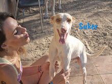 SUKER, Hund, Podenco-Mix in Spanien - Bild 2