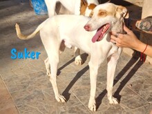 SUKER, Hund, Podenco-Mix in Spanien - Bild 7