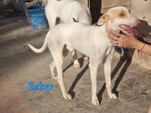 SUKER, Hund, Podenco-Mix in Spanien - Bild 8