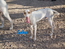 SUKER, Hund, Podenco-Mix in Spanien - Bild 9