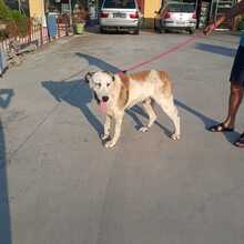 MAX, Hund, Mischlingshund in Griechenland - Bild 2