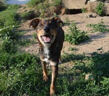 SANDRA, Hund, Mischlingshund in Bulgarien - Bild 2