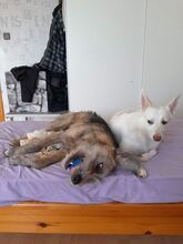 TRUNCHO, Hund, Mischlingshund in Bulgarien - Bild 4