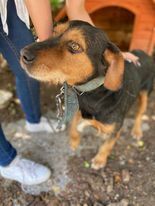 CAIKUL, Hund, Mischlingshund in Bulgarien - Bild 1