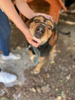 CAIKUL, Hund, Mischlingshund in Bulgarien - Bild 2
