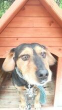 CAIKUL, Hund, Mischlingshund in Bulgarien - Bild 3