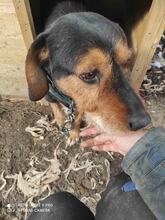CAIKUL, Hund, Mischlingshund in Bulgarien - Bild 4